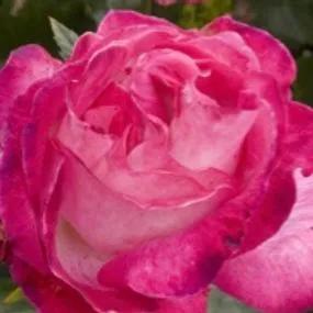 Rose Gaujard Hybrid Tea Rose (Rosa Rose Gaujard) 2